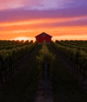 葡萄园夕阳下的红色小屋12166#横屏 