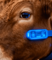 佩戴智能设备的奶牛特写11186#横屏 