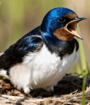 鸟巢中张嘴鸣叫的燕子5750#横屏 