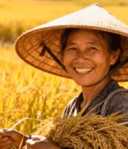 农民稻田手持稻谷劳作画面6372#横屏 