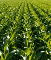 农田中生长的玉米5138#横屏 