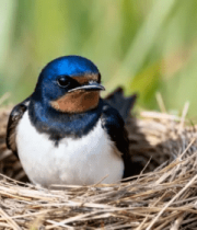 鸟巢中小鸟特写14106#横屏 