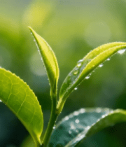 嫩绿茶叶特写(2)11370#横屏 