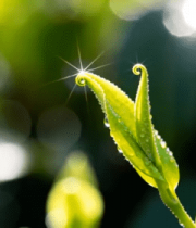 嫩绿茶叶特写6492#横屏 