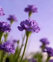 紫色花朵特写6623#横屏 