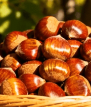 装满板栗的篮子特写10306#横屏 