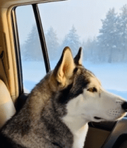 	 男子与哈士奇车内赏雪景10036#横屏 