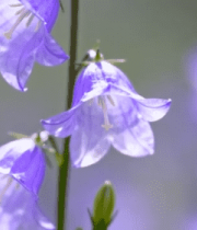 紫色风铃花特写4825#横屏 