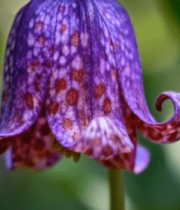 紫色斑点花朵特写14701#横屏 