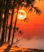 	 竹林夕阳自然风光5658#横屏 