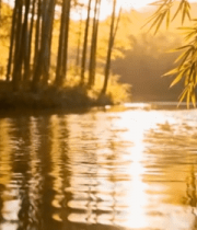 竹林旁河流阳光风景13476#横屏 