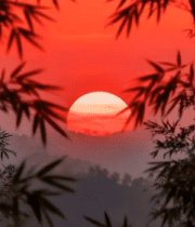 竹林间的日落景象6532#横屏 