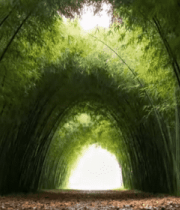 	 竹林通道自然风光12726#横屏 