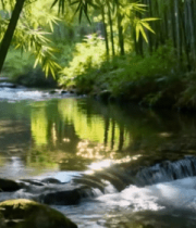 竹林中潺潺溪流自然风光5403#横屏 