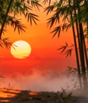 竹林夕阳全景1619#横屏 