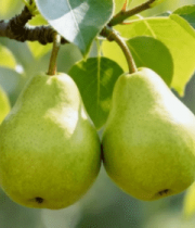 	 枝头挂果梨子特写2002#横屏 