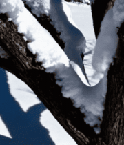 枝头积雪特写4156#横屏 