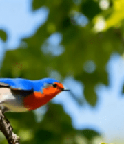 枝头小鸟展翅起飞素材4712#横屏 