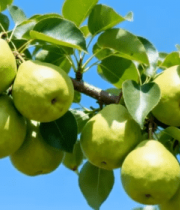 枝头青梨特写8082#横屏 