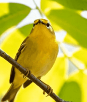 	 枝头小鸟张嘴栖息5129#横屏 