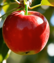 枝头红苹果特写(1)10578#横屏 