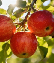 枝头红苹果特写画面12680#横屏 