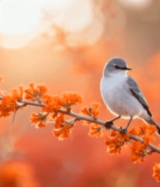	 枝头小鸟与橙色花朵特写10227#横屏 