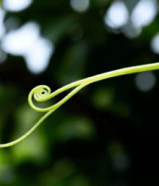 	 植物藤蔓特写2108#横屏 