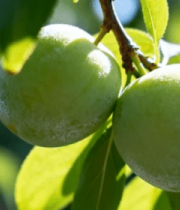 枝头青李子特写13732#横屏 