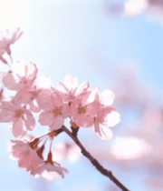 枝头绽放的粉色樱花6376#横屏 