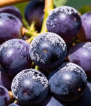 枝头紫葡萄特写7234#横屏 