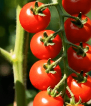 	 枝头上的圣女果特写4449#横屏 