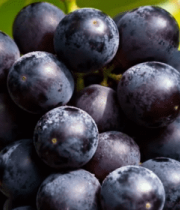 枝头成熟紫葡萄特写2138#横屏 