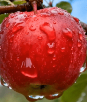 枝头带水珠的红苹果(1)14422#横屏 