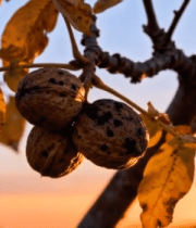 枝头成熟核桃与秋日树叶14854#横屏 