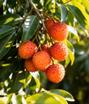 枝头成熟荔枝特写(1)8870#横屏 