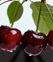 枝上带水珠的新鲜樱桃11318#横屏 