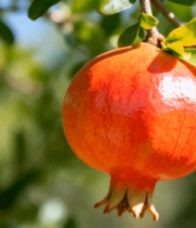 枝头成熟的石榴特写13990#横屏 