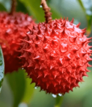 枝头带水珠的新鲜荔枝11743#横屏 