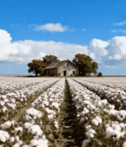 棉花田中的农舍与自然风光10750#横屏 
