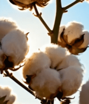 棉花植株特写6845#横屏 