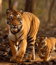 母虎与幼虎林间行走6878#横屏 