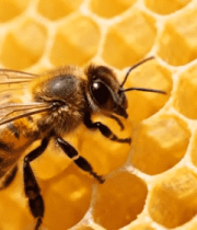 蜜蜂在蜂巢上特写画面306#横屏 