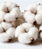 棉花特写素材7363#横屏 