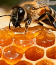 蜜蜂在蜂巢上采集蜂蜜14691#横屏 