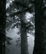 迷雾森林中的高大树木2627#横屏 