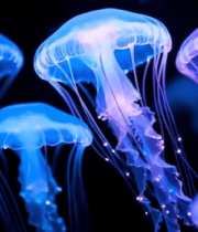 梦幻水母水族馆画面12869#横屏 