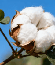 棉花特写画面13232#横屏 