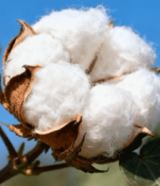 棉花特写画面13232#横屏 