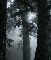 迷雾森林中的高大树木2627#横屏 